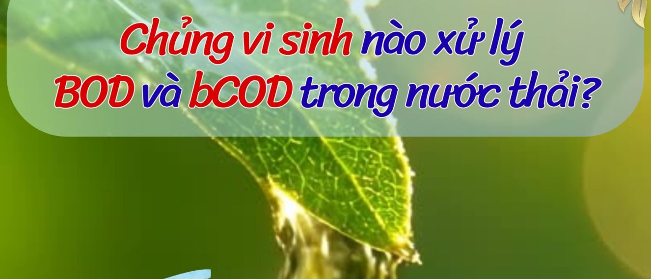 chủng vi sinh xử lý BOD & bCOD