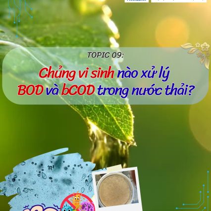 chủng vi sinh xử lý BOD & bCOD