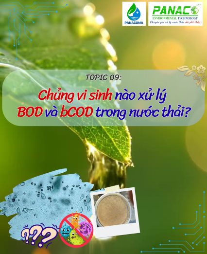 chủng vi sinh xử lý BOD & bCOD