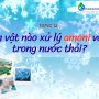 VSV nào xử lý AMONI & NITRIT trong nước thải? -Topic 12